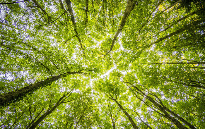 Canadian Biofuels Reach Major Milestones Despite Challenging Year for Producers: Biofuels in Canada 2025 Report